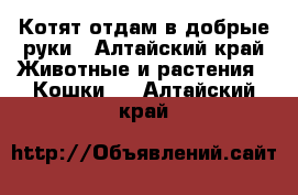 Котят отдам в добрые руки - Алтайский край Животные и растения » Кошки   . Алтайский край